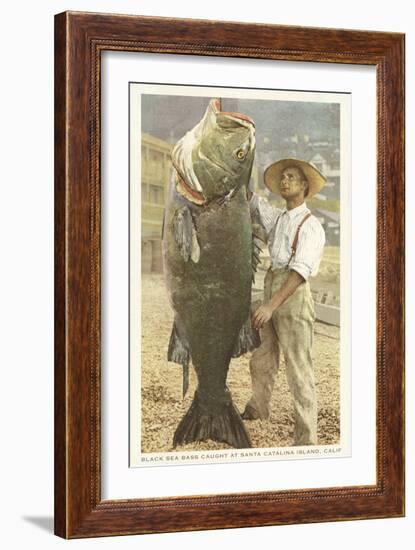 Huge Black Sea Bass, Catalina, California-null-Framed Art Print