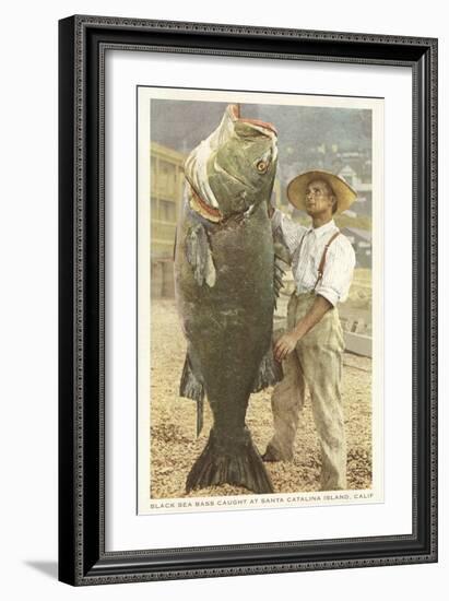 Huge Black Sea Bass, Catalina, California-null-Framed Art Print