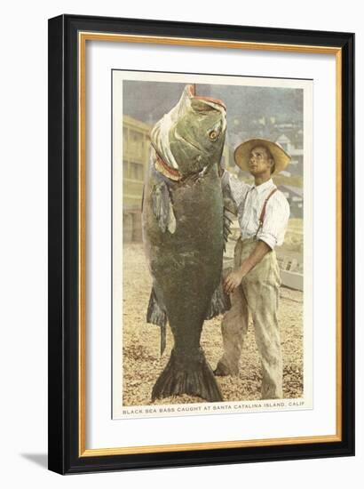 Huge Black Sea Bass, Catalina, California-null-Framed Art Print