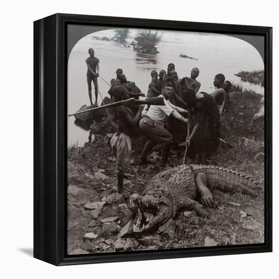 Huge Crocodile Just Landed - Beside the Upper Nile, East Africa, c.1905-Underwood & Underwood-Framed Premier Image Canvas