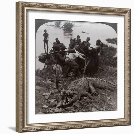 Huge Crocodile Just Landed - Beside the Upper Nile, East Africa, c.1905-Underwood & Underwood-Framed Photographic Print