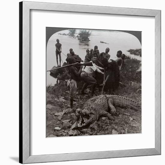 Huge Crocodile Just Landed - Beside the Upper Nile, East Africa, c.1905-Underwood & Underwood-Framed Photographic Print