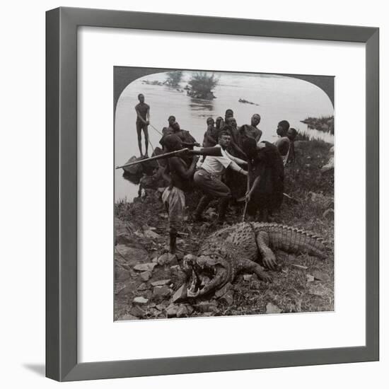 Huge Crocodile Just Landed - Beside the Upper Nile, East Africa, c.1905-Underwood & Underwood-Framed Photographic Print