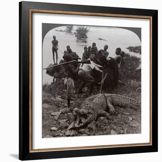 Huge Crocodile Just Landed - Beside the Upper Nile, East Africa, c.1905-Underwood & Underwood-Framed Photographic Print