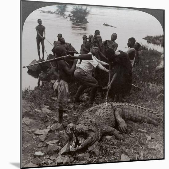Huge Crocodile Just Landed - Beside the Upper Nile, East Africa, c.1905-Underwood & Underwood-Mounted Photographic Print