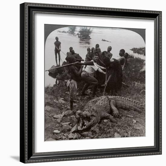 Huge Crocodile Just Landed - Beside the Upper Nile, East Africa, c.1905-Underwood & Underwood-Framed Photographic Print
