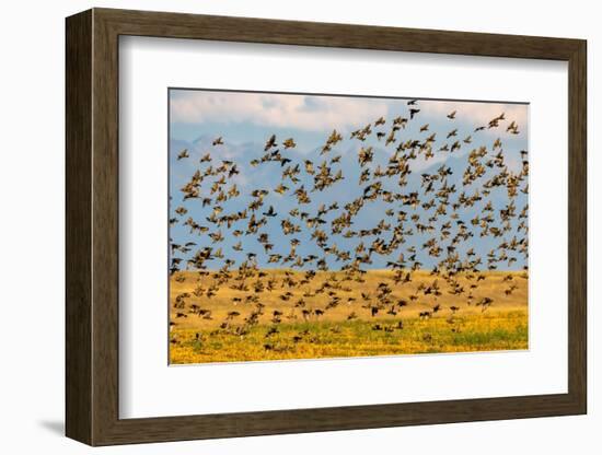 Huge flock of European starlings take flight in the Flathead Valley, Montana, USA-Chuck Haney-Framed Photographic Print