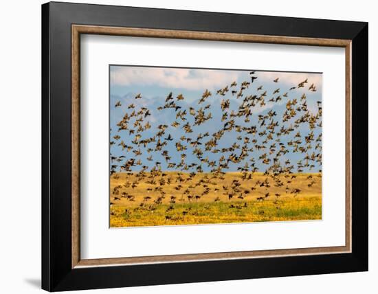 Huge flock of European starlings take flight in the Flathead Valley, Montana, USA-Chuck Haney-Framed Photographic Print