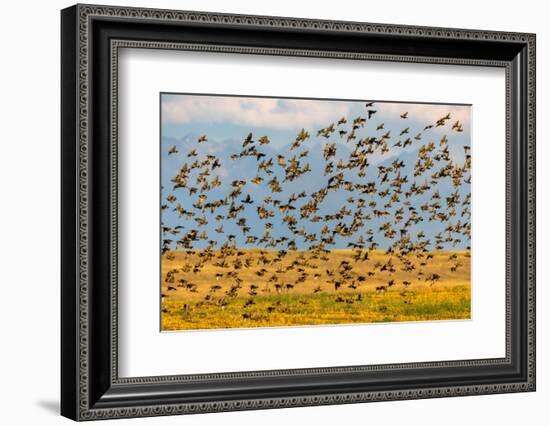 Huge flock of European starlings take flight in the Flathead Valley, Montana, USA-Chuck Haney-Framed Photographic Print