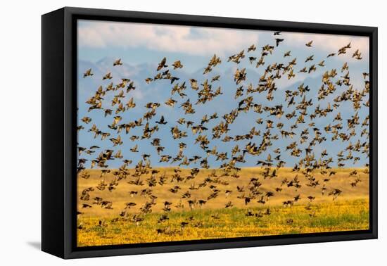 Huge flock of European starlings take flight in the Flathead Valley, Montana, USA-Chuck Haney-Framed Premier Image Canvas