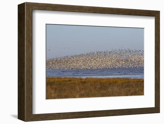 Huge Flock of Knot (Calidris Canutus) in Flight, Snettisham Rspb Reserve, Norfolk, England, U.K.-Ann & Steve Toon-Framed Photographic Print