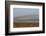 Huge Flock of Knot (Calidris Canutus) in Flight, Snettisham Rspb Reserve, Norfolk, England, U.K.-Ann & Steve Toon-Framed Photographic Print