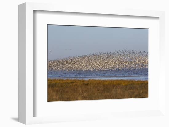 Huge Flock of Knot (Calidris Canutus) in Flight, Snettisham Rspb Reserve, Norfolk, England, U.K.-Ann & Steve Toon-Framed Photographic Print