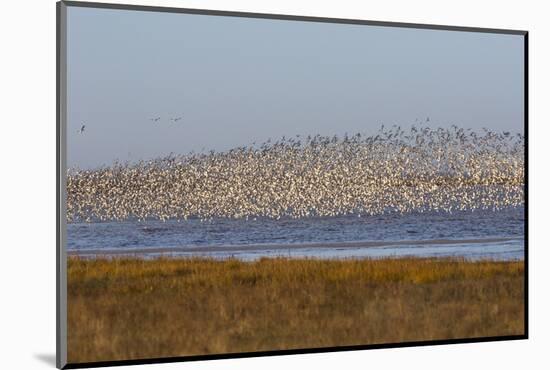 Huge Flock of Knot (Calidris Canutus) in Flight, Snettisham Rspb Reserve, Norfolk, England, U.K.-Ann & Steve Toon-Mounted Photographic Print