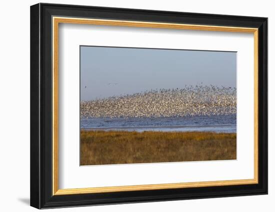 Huge Flock of Knot (Calidris Canutus) in Flight, Snettisham Rspb Reserve, Norfolk, England, U.K.-Ann & Steve Toon-Framed Photographic Print