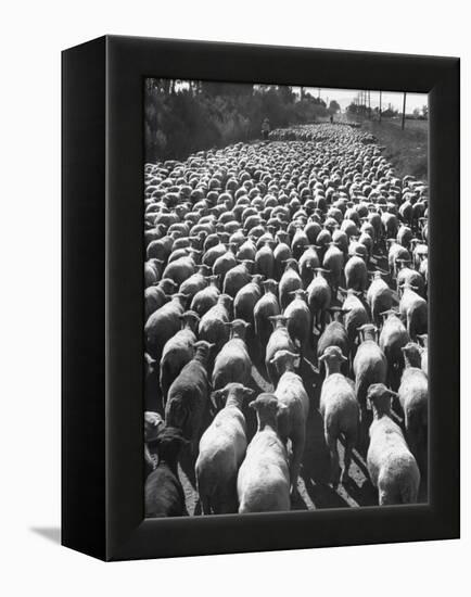 Huge Flock of Sheep Moving Slowly Down a Dusty Road Near Imperial Valley's Town of El Centro-Loomis Dean-Framed Premier Image Canvas