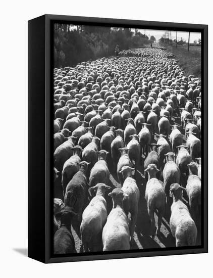 Huge Flock of Sheep Moving Slowly Down a Dusty Road Near Imperial Valley's Town of El Centro-Loomis Dean-Framed Premier Image Canvas