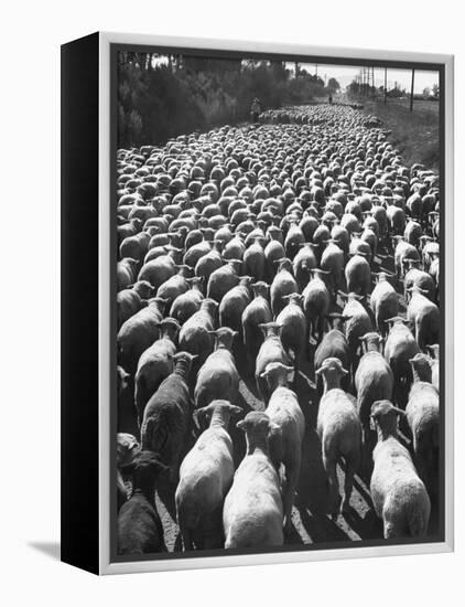 Huge Flock of Sheep Moving Slowly Down a Dusty Road Near Imperial Valley's Town of El Centro-Loomis Dean-Framed Premier Image Canvas