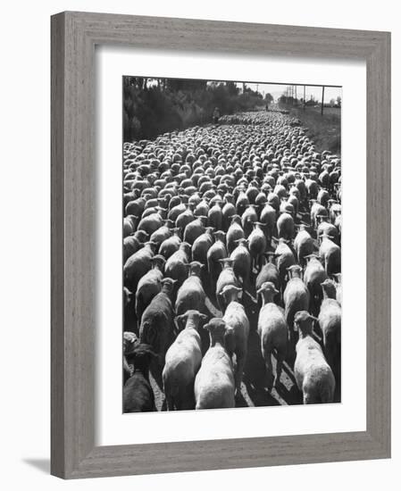 Huge Flock of Sheep Moving Slowly Down a Dusty Road Near Imperial Valley's Town of El Centro-Loomis Dean-Framed Photographic Print