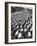 Huge Flock of Sheep Moving Slowly Down a Dusty Road Near Imperial Valley's Town of El Centro-Loomis Dean-Framed Photographic Print