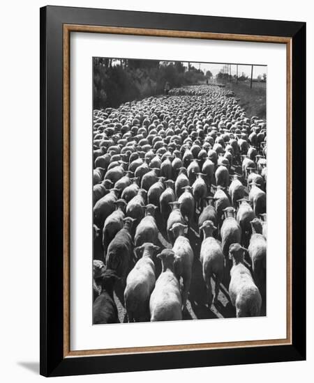 Huge Flock of Sheep Moving Slowly Down a Dusty Road Near Imperial Valley's Town of El Centro-Loomis Dean-Framed Photographic Print