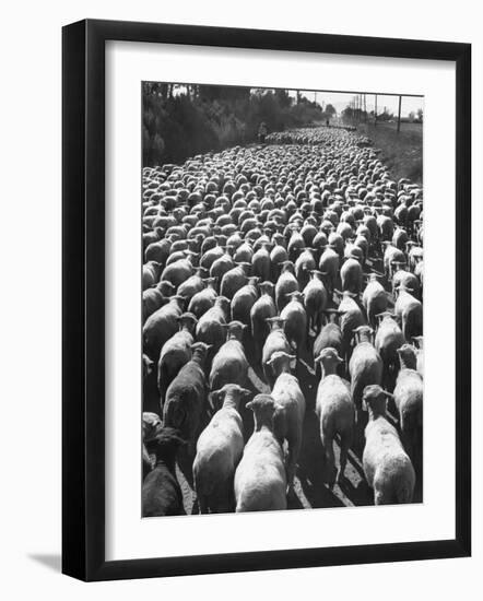 Huge Flock of Sheep Moving Slowly Down a Dusty Road Near Imperial Valley's Town of El Centro-Loomis Dean-Framed Photographic Print