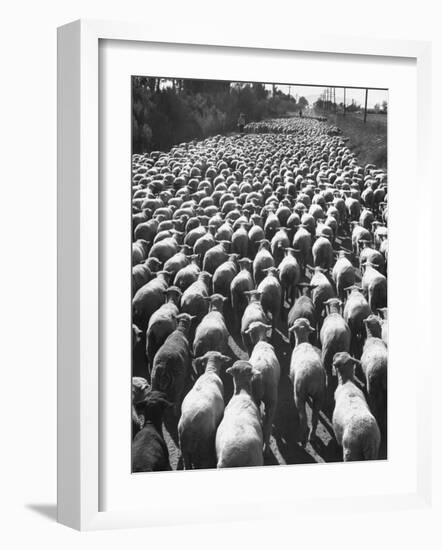 Huge Flock of Sheep Moving Slowly Down a Dusty Road Near Imperial Valley's Town of El Centro-Loomis Dean-Framed Photographic Print