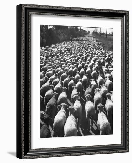 Huge Flock of Sheep Moving Slowly Down a Dusty Road Near Imperial Valley's Town of El Centro-Loomis Dean-Framed Photographic Print