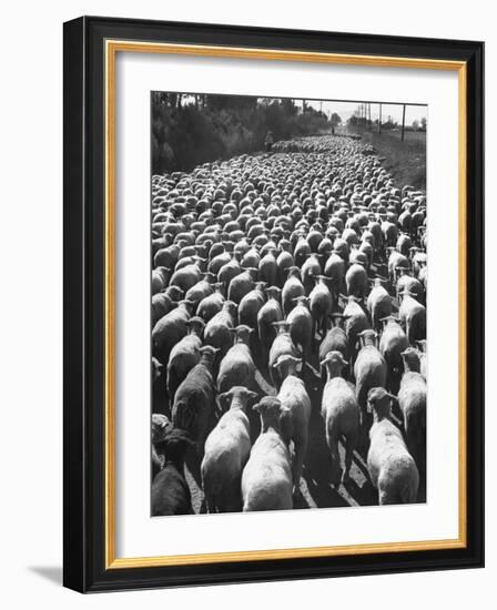 Huge Flock of Sheep Moving Slowly Down a Dusty Road Near Imperial Valley's Town of El Centro-Loomis Dean-Framed Photographic Print