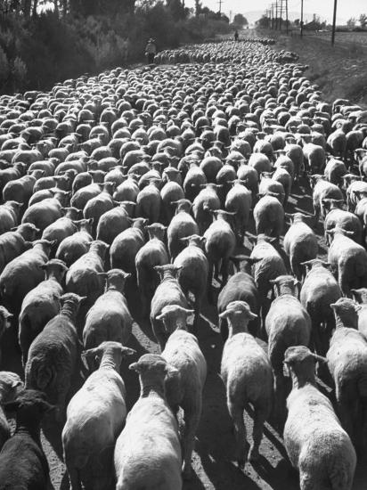 Image result for flock of sheep
