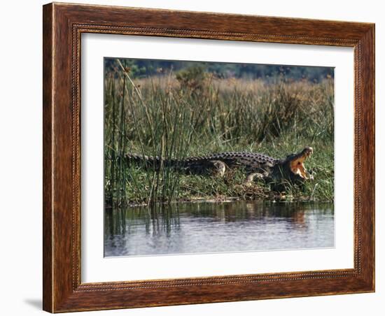 Huge Nile Crocodiles Bask on the Banks of the Victoria Nile Below Murchison Falls-Nigel Pavitt-Framed Photographic Print