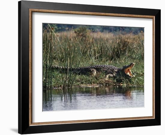Huge Nile Crocodiles Bask on the Banks of the Victoria Nile Below Murchison Falls-Nigel Pavitt-Framed Photographic Print