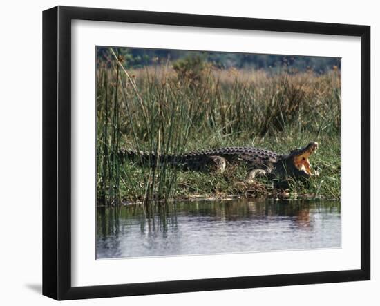 Huge Nile Crocodiles Bask on the Banks of the Victoria Nile Below Murchison Falls-Nigel Pavitt-Framed Photographic Print