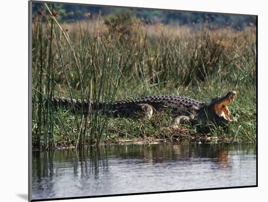 Huge Nile Crocodiles Bask on the Banks of the Victoria Nile Below Murchison Falls-Nigel Pavitt-Mounted Photographic Print