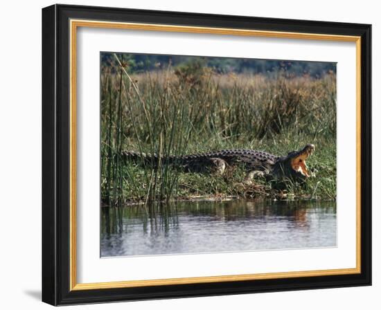 Huge Nile Crocodiles Bask on the Banks of the Victoria Nile Below Murchison Falls-Nigel Pavitt-Framed Photographic Print