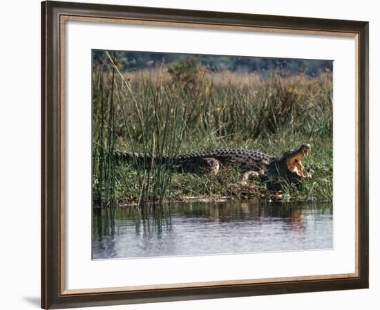 Huge Nile Crocodiles Bask on the Banks of the Victoria Nile Below Murchison Falls-Nigel Pavitt-Framed Photographic Print