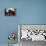 Huge Rhinoceros Against Stormy Sky-NejroN Photo-Framed Premier Image Canvas displayed on a wall