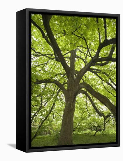 Huge Tree at Monticello, Virginia, USA-Merrill Images-Framed Premier Image Canvas