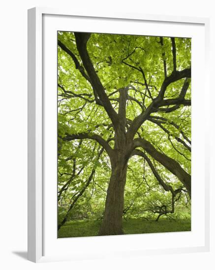 Huge Tree at Monticello, Virginia, USA-Merrill Images-Framed Photographic Print