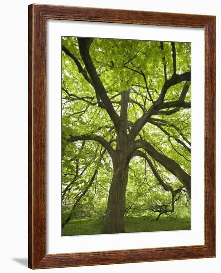 Huge Tree at Monticello, Virginia, USA-Merrill Images-Framed Photographic Print