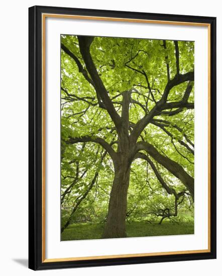 Huge Tree at Monticello, Virginia, USA-Merrill Images-Framed Photographic Print