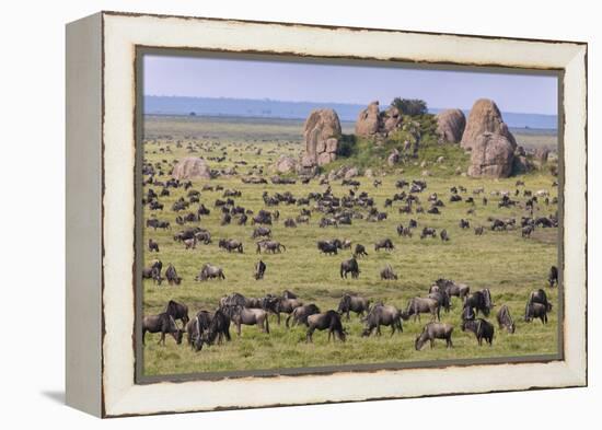 Huge wildebeest herd during migration, Serengeti National Park, Tanzania, Africa-Adam Jones-Framed Premier Image Canvas