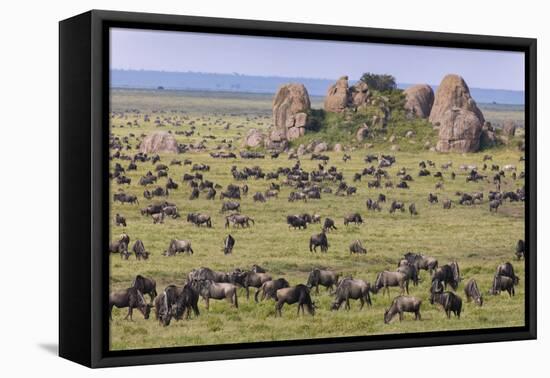 Huge wildebeest herd during migration, Serengeti National Park, Tanzania, Africa-Adam Jones-Framed Premier Image Canvas