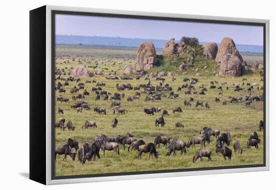 Huge wildebeest herd during migration, Serengeti National Park, Tanzania, Africa-Adam Jones-Framed Premier Image Canvas