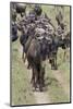 Huge wildebeest herd during migration, Serengeti National Park, Tanzania, Africa-Adam Jones-Mounted Photographic Print