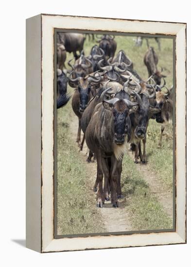 Huge wildebeest herd during migration, Serengeti National Park, Tanzania, Africa-Adam Jones-Framed Premier Image Canvas