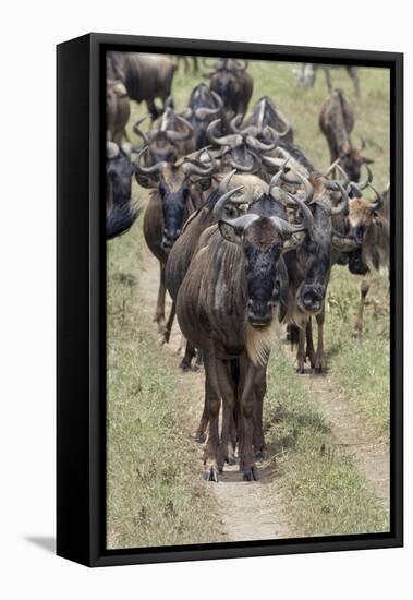 Huge wildebeest herd during migration, Serengeti National Park, Tanzania, Africa-Adam Jones-Framed Premier Image Canvas