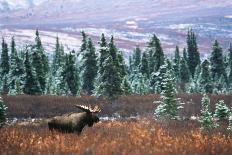 Bull Moose, Denali National Park, Alaska, USA-Hugh Rose-Photographic Print
