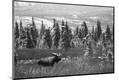 Photographic Print