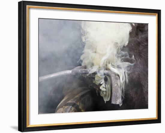 Hughes Ranch Branding, Stanford, Montana, USA-Chuck Haney-Framed Photographic Print